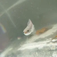 11 عدد چانا نژاد مختلف