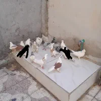 کبوتر