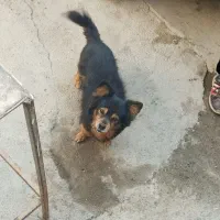 سگ پاکوتاه|سگ|کرمانشاه, |دیوار