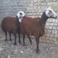 ۵ راس بره ماده افشاری عروس