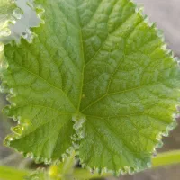سبد گوجه 10کیلویی