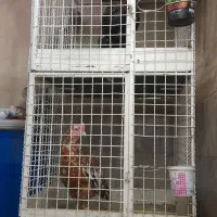 قفس مرغ و خروس ۲ طبقه  ۳/۵۵۰/۰۰۰|لوازم جانبی حیوانات|ورامین, شهرک ولیعصر|دیوار