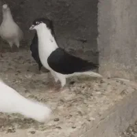 کفتر رنگی معاوضه
