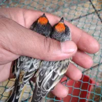 سهره وگلبسر