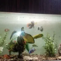 شیشه اکواریوم همراه با پمپ