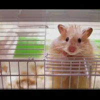همستر|موش و خرگوش|شاهرود, |دیوار