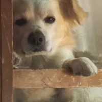 واگذاری سگ، نژاد اشپیتز