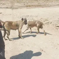 ماده سرابی|سگ|چهاردانگه (تهران), |دیوار