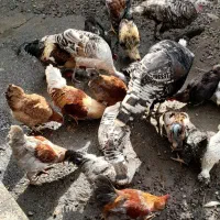 تعدادی خروس