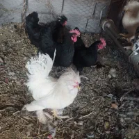 مرغ تزئینی و کرمانشاهی|حیوانات مزرعه|زرند, |دیوار