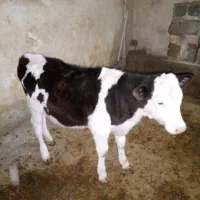 گوساله سیمینتال ماده