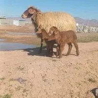 یک عدد گوسفند  جوان شکم اول  با دو بره