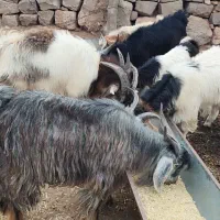 بی چاق مخصوص قصابی