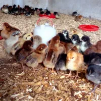 جوجه یکروزه گلپایگانی مرغ خروس