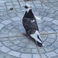 ماده کفتر عالی|پرنده|گرمسار, |دیوار