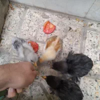جوجه برهما اصل