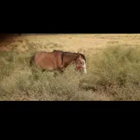 اسب نر دونیم ساله|اسب و تجهیزات اسبسواری|ارزوئیه, |دیوار