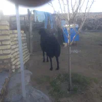 ۹۵کیلو|حیوانات مزرعه|دلیجان, |دیوار