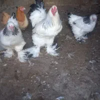 فروش مرغ خروس برهما