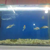 ماهی و آکواریوم