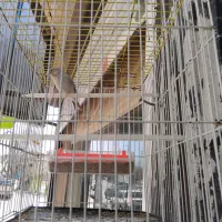 قناری مست شلاقی بخون