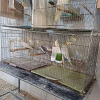 عروس هلندی جوجه وبالغ|پرنده|رشت, شهرک صبا|دیوار