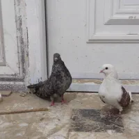 کبوتر ملاقی