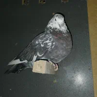 کفتر‌غریب|پرنده|مشکین‌دشت, |دیوار