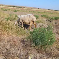 میش