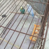 مرغ عشق جفت کاملا سالم|پرنده|قم, شهرک توانیر|دیوار