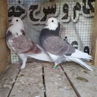 کبوتر پرشی شازده|پرنده|جرقویه, |دیوار