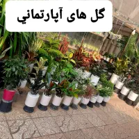 خدمات باغبانی سم پاشی کوددهی شمشادزنی کاشت نهال|خدمات باغبانی و درختکاری|کرج, فاز ۲ مهرشهر|دیوار