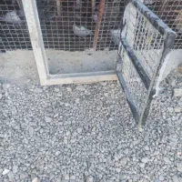 در آغول|لوازم جانبی حیوانات|ایرانشهر, |دیوار