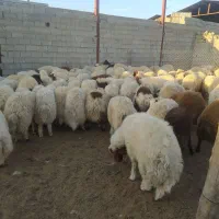 میش یا بره|حیوانات مزرعه|آبدانان, |دیوار