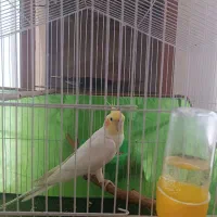 یک عدد عروس هلندی لوتینو سفید