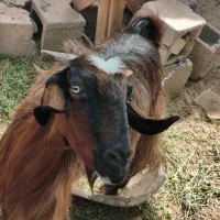 بز گوشتی|حیوانات مزرعه|ایرانشهر, |دیوار