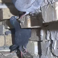 فقد معاوضه با دمسیا کاکل یادمسرکه ای