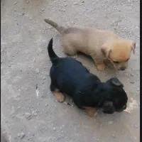 توله سگ پاه کوتاه