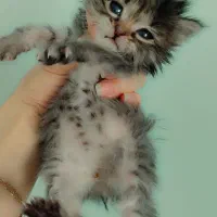 گربه های شهر شلوغ|گربه|ری, فیروزآبادی|دیوار