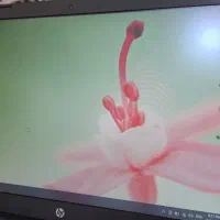لپتاپ اچ پی HP 15 با هارد SSD نسل 8 و ویندوز ۱۰