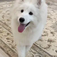 ساموید برای خاص پسندان