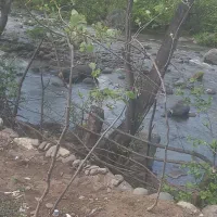 نهال درختچه کیوی