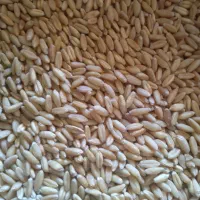 بذر گندم چاق و درجه یک|خدمات باغبانی و درختکاری|دیواندره, |دیوار