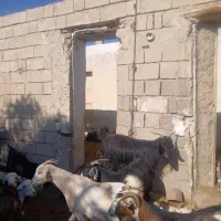 ۲۰۰راس بزداشتی جوان کهره دار معاوضه با میش|حیوانات مزرعه|خنج, |دیوار