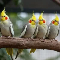 عروس هلندی پرندهای بامزه شیطون ضمانت پنج ساله