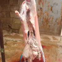 گوشت تیربز چاق کبابی بیگ چاق|خوردنی و آشامیدنی|مسجد سلیمان, |دیوار