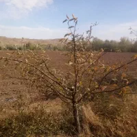 هرس|خدمات باغبانی و درختکاری|سراب, |دیوار