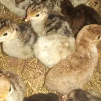 جوجه بوقلمون محلی