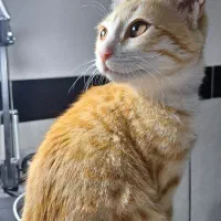 گربه گمشده آرام