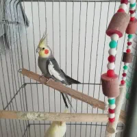 فروش عروس هلندی